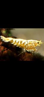 Golden Galaxy Fishbone garnalen goud geel. Uniek in NL!!, Dieren en Toebehoren, Kreeft, Krab of Garnaal