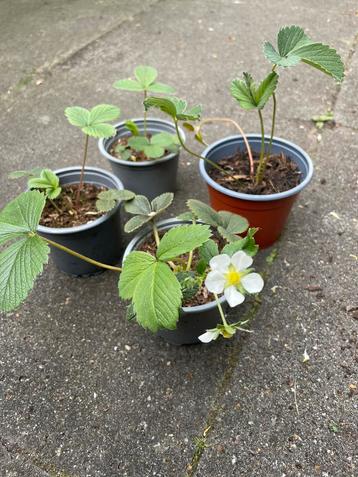 🍓 Biologische gewone aardbei - Fragaria  ananassa beschikbaar voor biedingen