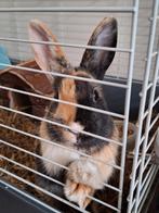 Konijn met buitenhok en toebehoren, Dieren en Toebehoren, Konijnen, Vrouwelijk, Dwerg