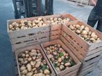 Frieslanders !NIEUWE OOGST!, Diversen, Levensmiddelen, Ophalen