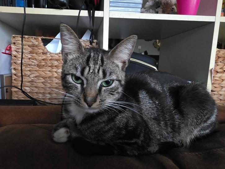 Goed huisje gezocht., Dieren en Toebehoren, Katten en Kittens | Overige Katten, Kortharig, Poes, 0 tot 2 jaar