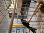Twatwa man, Dieren en Toebehoren, Mannelijk