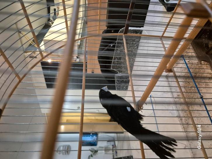 Twatwa man, Dieren en Toebehoren, Vogels | Overige Vogels, Mannelijk