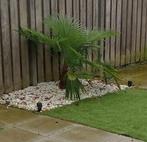 2x Palmboom, Tuin en Terras, Volle zon, Vaste plant, Bloeit niet, Ophalen