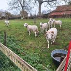 Wiltshire horn ram, Dieren en Toebehoren, Schapen, Geiten en Varkens, Mannelijk, Schaap