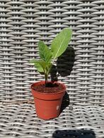 Bloemkool planten, Tuin en Terras, Planten | Tuinplanten, Ophalen, Zomer, Volle zon
