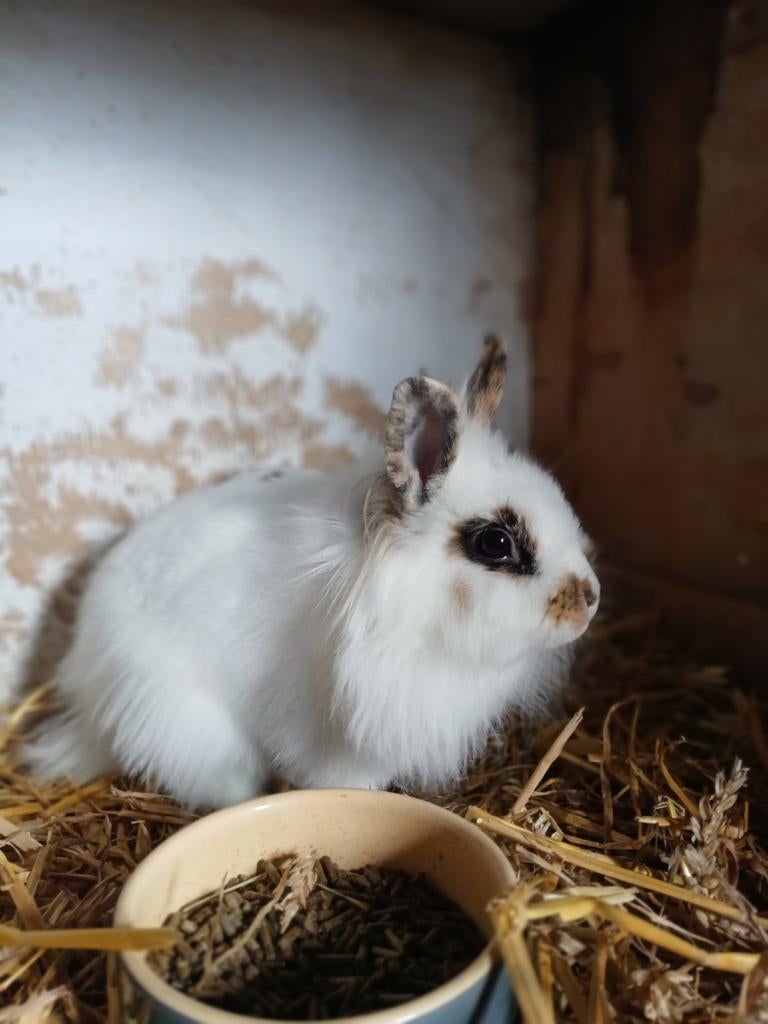 Lief konijntje te koop!, November, Vrouwelijk