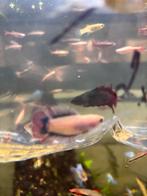 Betta splendens- Super Delta Doubletail Female en male, Vis, Zoetwatervis, Schoolvis