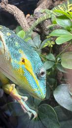 blue beauty anole , anolis equestris potior, Dieren en Toebehoren, Reptielen en Amfibieën, Hagedis, 0 tot 2 jaar