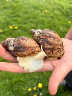 Achatina reticulata albino, Dieren en Toebehoren, Reptielen en Amfibieën, Overige soorten, Tam, 0 tot 2 jaar