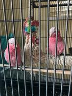 Roze kaketoe hij kan praten en vliegen, Dieren en Toebehoren, Vogels | Parkieten en Papegaaien, Mannelijk, Papegaai