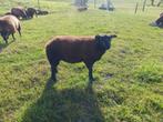 Blauwe texelaar, Dieren en Toebehoren, Schapen, Geiten en Varkens, Mannelijk, Schaap