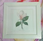 3 bloemenprints van P.J. Redoute in witte lijst, Minder dan 50 cm, Ophalen of Verzenden, Minder dan 50 cm, Print