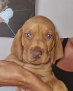 Vizsla pups, Dieren en Toebehoren, België, Particulier, Overige rassen, 8 tot 15 weken
