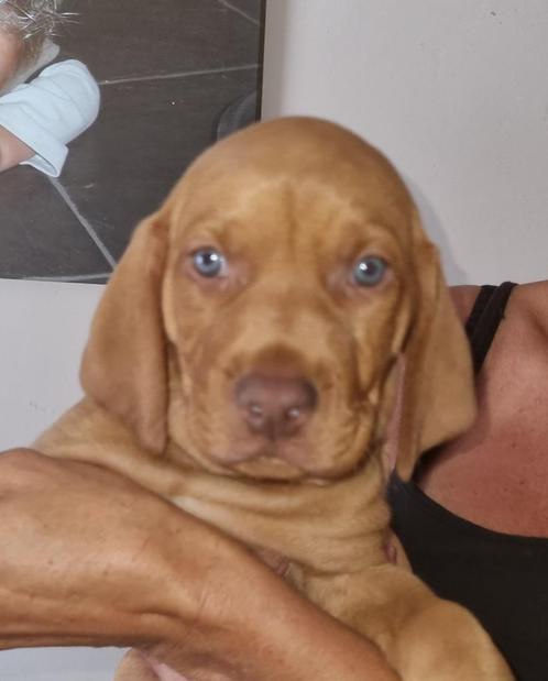 Vizsla pups, Dieren en Toebehoren, Honden | Setters en Staande honden, Meerdere dieren, Overige rassen, Particulier, Meerdere