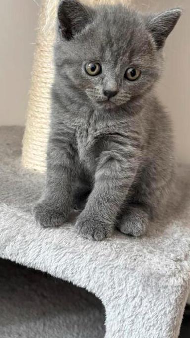 4 prachtige Britse korthaar kittens, Dieren en Toebehoren, Katten en Kittens | Raskatten | Korthaar, Meerdere dieren, 0 tot 2 jaar