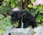 Kr. Dwerg Poedeltjes/mini doodle, Dieren en Toebehoren, Honden | Chihuahua's en Gezelschapshonden, Poedel, CDV (hondenziekte)
