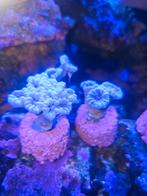 Caulastrea blauw koraal, Dieren en Toebehoren, Overige typen