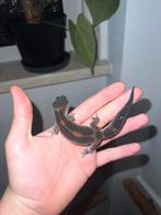 0.1 lava project, Hagedis, 0 tot 2 jaar