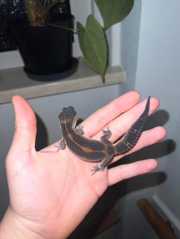 0.1 lava project beschikbaar voor biedingen