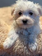 Prachtige pups ( Maltezer met Dwergpoedel ) Maltipoo, Poedel, Parvo, Nederland, 8 tot 15 weken