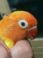 Prachtige piep jonge agapornis fisheri lovebirds opaline, Dieren en Toebehoren, Vogels | Parkieten en Papegaaien, Meerdere dieren