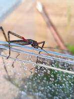 Wandelende takken, gratis!, Dieren en Toebehoren, Insecten en Spinnen, Wandelende tak