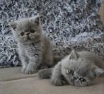 Blauw Exotische Korthaar kittens (Nog 2 meisjes), Dieren en Toebehoren, Katten en Kittens | Raskatten | Korthaar, Poes, Gechipt