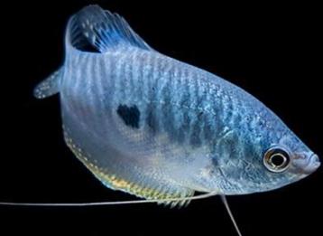 Volwassen kweek koppels blauwe spat Goerami beschikbaar voor biedingen