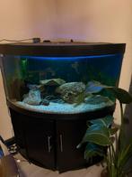 Aquarium 320 liter met een flowerhorn, Dieren en Toebehoren, Ophalen of Verzenden, Zo goed als nieuw, Leeg aquarium