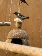 Japanse meeuwtjes van dit jaar., Dieren en Toebehoren, Vogels | Overige Vogels, Meerdere dieren, Tropenvogel