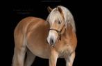 5 jarige haflinger ruin te koop, Dieren en Toebehoren, Paarden, Ruin, Zadelmak, Gechipt, 3 tot 6 jaar