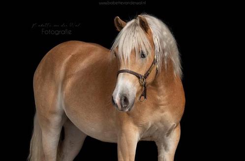 5 jarige haflinger ruin te koop, Dieren en Toebehoren, Paarden, Ruin, Zadelmak, 3 tot 6 jaar, Met stamboom, Gechipt, Ontwormd