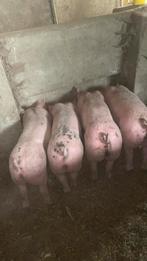 Scharrelbiggen, Dieren en Toebehoren, Mannelijk, Geit