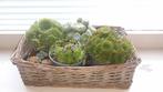 Mandje met plantjes, Ophalen, Overige soorten, Minder dan 100 cm