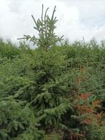 Kerstbomen, Diversen, Kerst, Ophalen