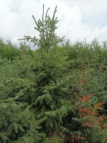 Kerstbomen  beschikbaar voor biedingen