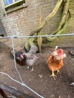 Raszuivere araucana broedeieren, Dieren en Toebehoren, Geslacht onbekend, Kip