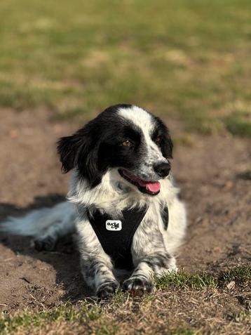 Ela Needs a Forever Home – Sweet Terrier Mix beschikbaar voor biedingen