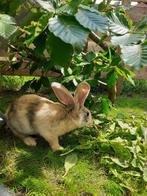 2 vlaamse / duitse reuzen, Dieren en Toebehoren, Meerdere dieren, Groot