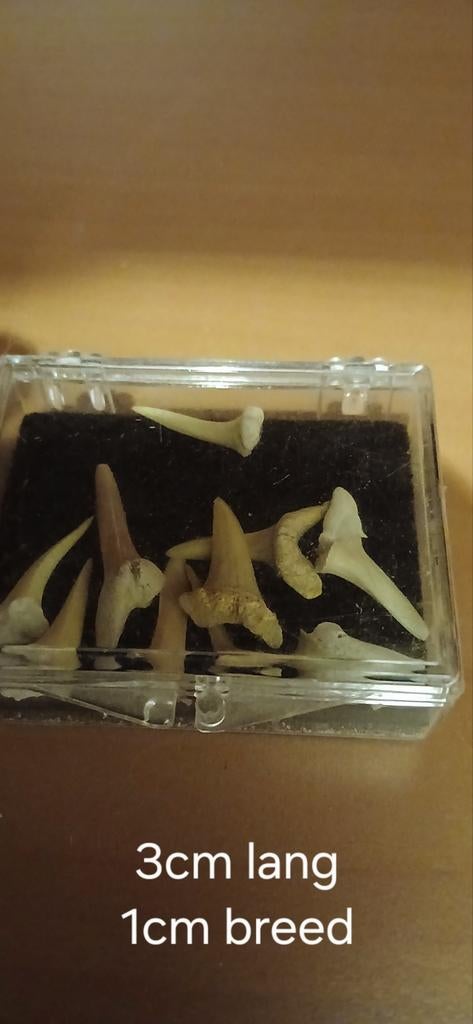 Botten en schedel collectie, Ophalen of Verzenden, Gebruikt, Overige soorten, Schedel