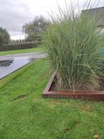 Siergras pampagras, Tuin en Terras, Ophalen, Volle zon, Knol