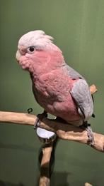 Tamme Rose kaketoe's, Meerdere dieren, Papegaai