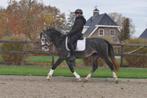 3,5 jarige e pony merrie, Dieren en Toebehoren, Pony's, B, 3 tot 6 jaar, Gechipt, Recreatiepony