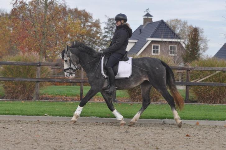 3,5 jarige e pony merrie, Dieren en Toebehoren, Pony's, Merrie, B, E pony (1.48m - 1.57m), Recreatiepony, 3 tot 6 jaar, Gechipt