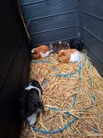 5 mannetjes cavia's, Dieren en Toebehoren, Knaagdieren, April, Mannelijk, Cavia