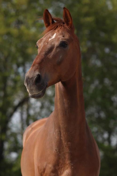 Verschillende top brave paarden/pony's, Dieren en Toebehoren, Paarden, Ruin