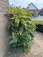 Mooie Mahonie struik, 1.50m hoog, Vaste plant, Halfschaduw, Lente, Ophalen