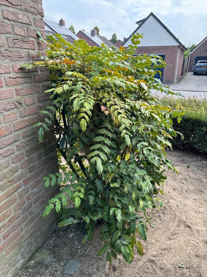 Mooie Mahonie struik, 1.50m hoog, gratis, Tuin en Terras, Planten | Tuinplanten, Vaste plant, Overige soorten, Halfschaduw, Lente