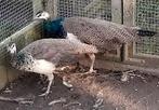 jonge pauwen te koop, Dieren en Toebehoren, Pluimvee, Meerdere dieren, Overige soorten